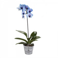 Invigorating Blue Orchid