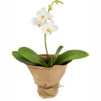 Opulent Orchid