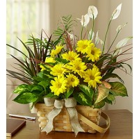 Dish Garden with Fresh Cut Flowers