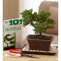 Bonsai Beginner's Set
