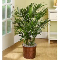 Cat Palm Floor Plant