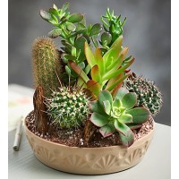 Cactus Dish Garden