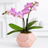 Pink Mni Orchid