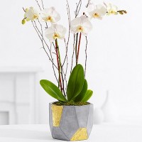 Potted Double Stem White Orchid