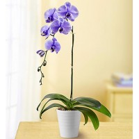 Lovely Lavander Orchid