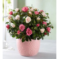 Elegant Bi-Color Rose Garden