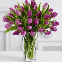 24 Stunning Purple Tulips
