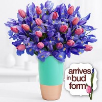 Charming Tulips