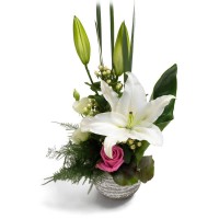 Classy Lilies