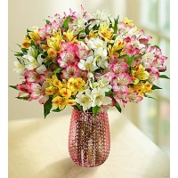 Spring Peruvian Lilies