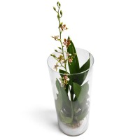 True Treasure Oncidium