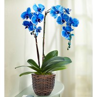 Exotic Blue Orchid