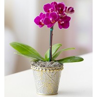 Mini purple Orchid