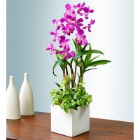 ELEGANT DENDROBIUM ORCHID