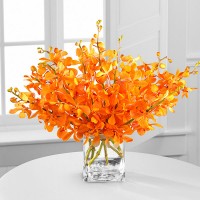 Vibrant orange orchid