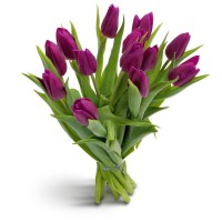 Passionate purple tulips