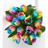 Rainbow Tulips